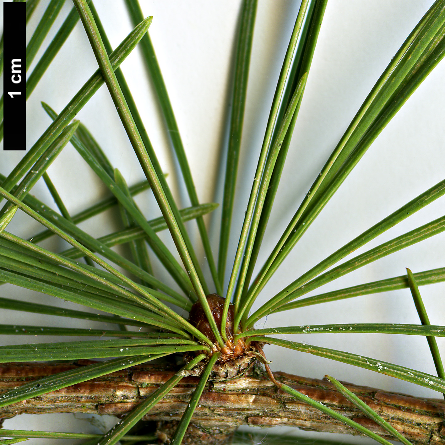High resolution image: Family: Pinaceae - Genus: Larix - Taxon: potaninii - SpeciesSub: subsp. potaninii
